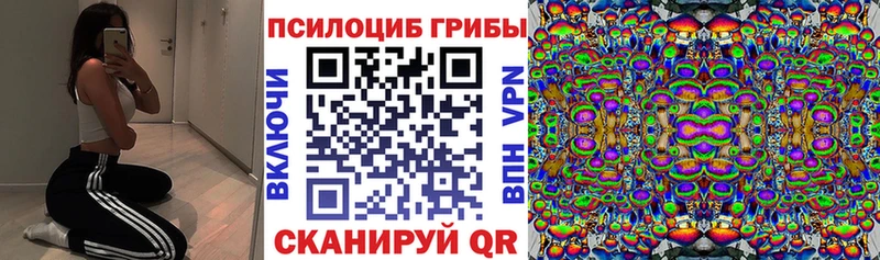 Купить  Кумертау  Галлюциногенные грибы Psilocybine cubensis 